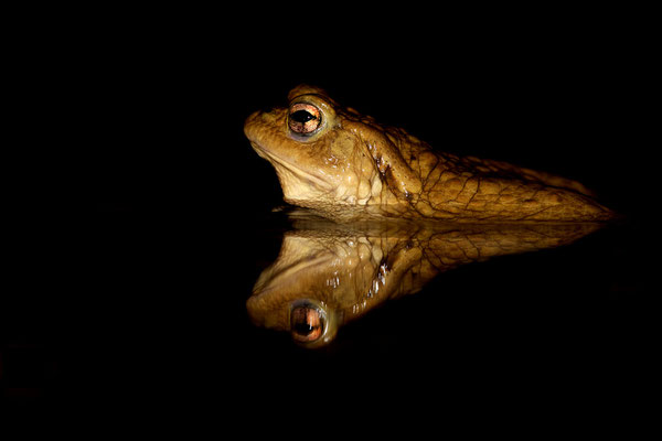 Crapaud commun