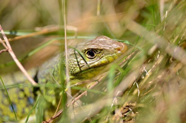 Lézard ocellé