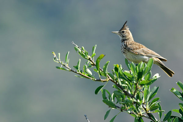 Cochevis huppé