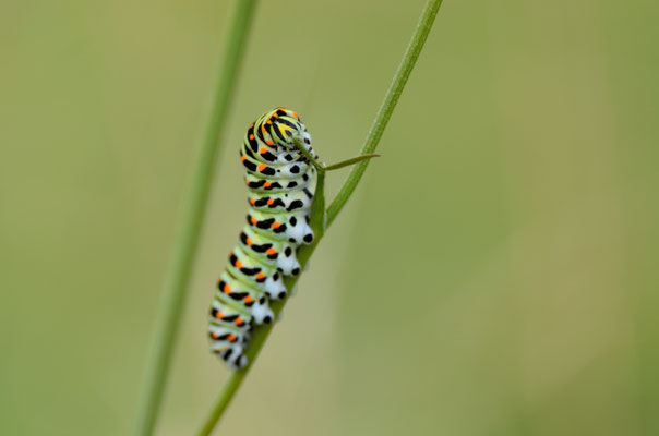 Chenille de Machaon