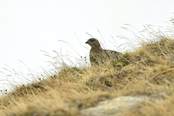Lagopède alpin ♀