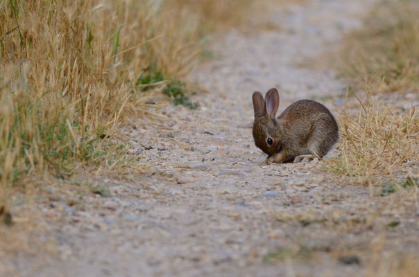 Lapin de Garenne