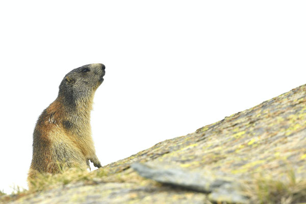 Marmotte des Alpes