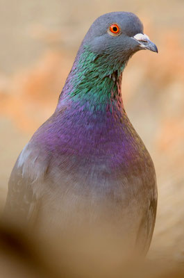 Pigeon biset