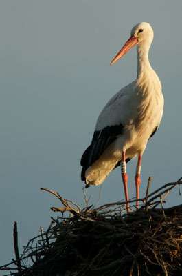 Cigogne blanche