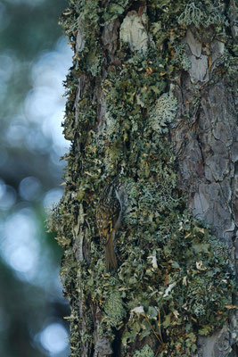 Grimpereau des bois