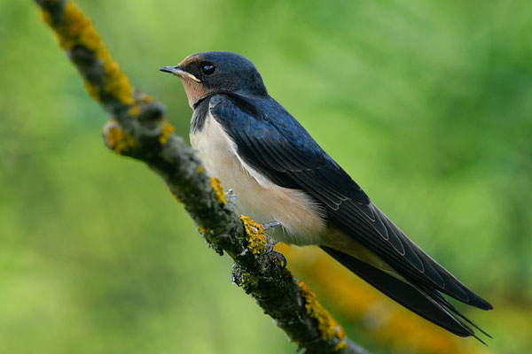 Hirondelle rustique