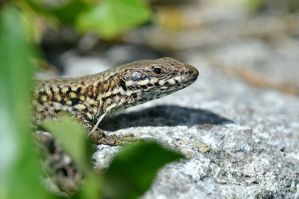 Lézard des murailles
