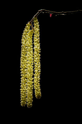 Fleurs de Noisetier