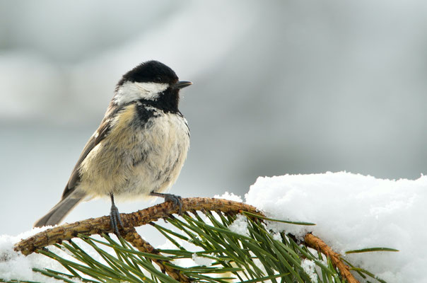 Mésange noire