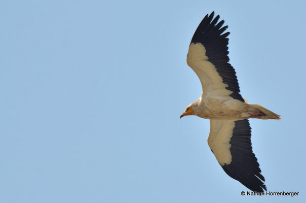 Vautour perncoptère