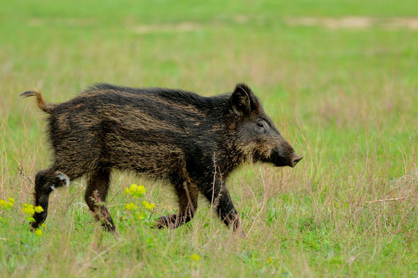 Sanglier