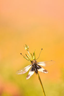 Ascalaphe blanc