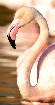 Flamant rose