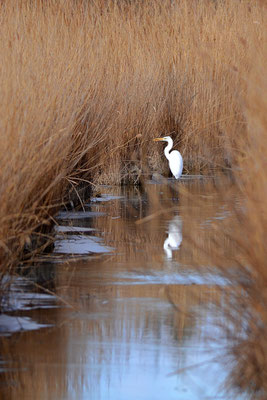 Grande aigrette