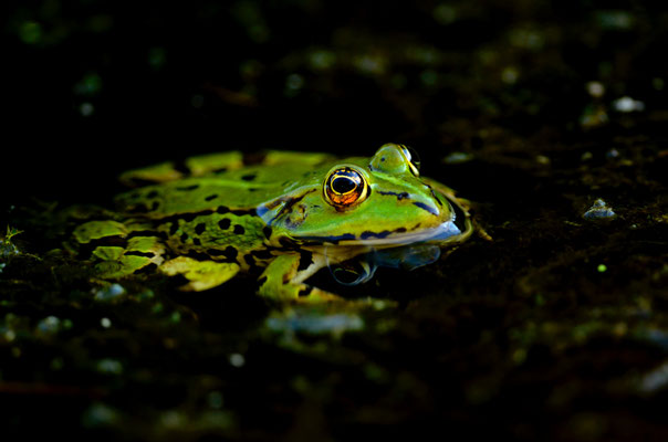 Grenouille verte