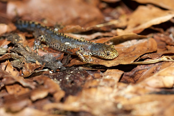 Triton alpestre