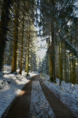 Sentier hivernal, Vosges