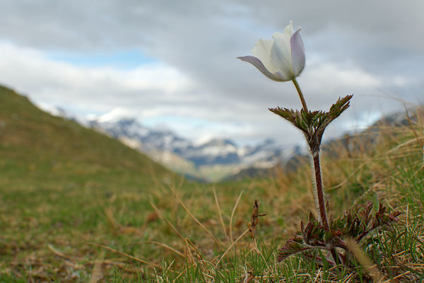 Pulsatille des alpes