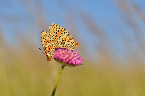 Accouplement de Mélitées orangées