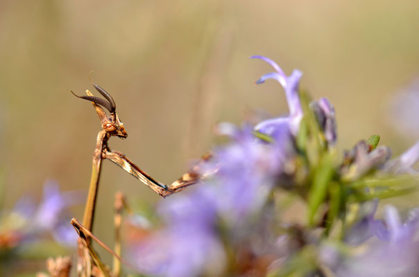 Larve d'Empuse