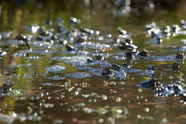 Grenouilles rousses