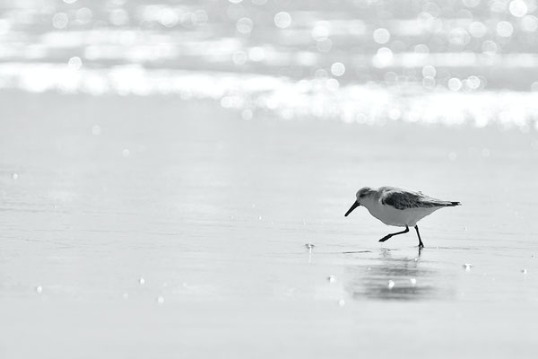 Bécasseau sanderling