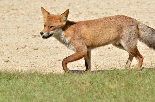 Renard roux