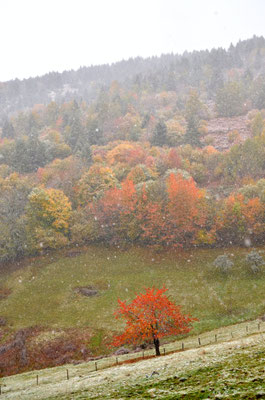 L'hiver en automne, Vosges
