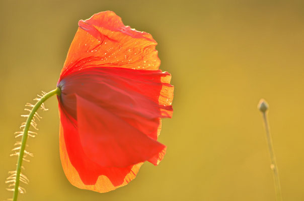 Coquelicot
