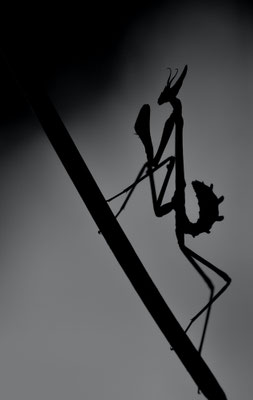Larve d'Empuse