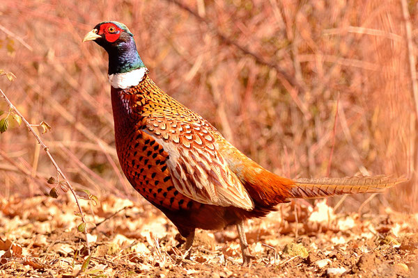 Faisan de Colchide