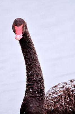 Cygne noir sous la neige