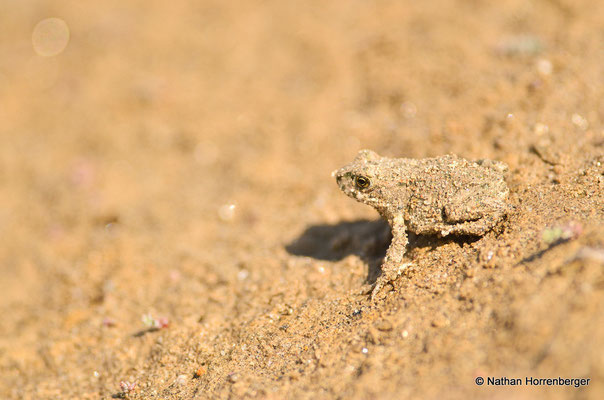 Crapaud vert