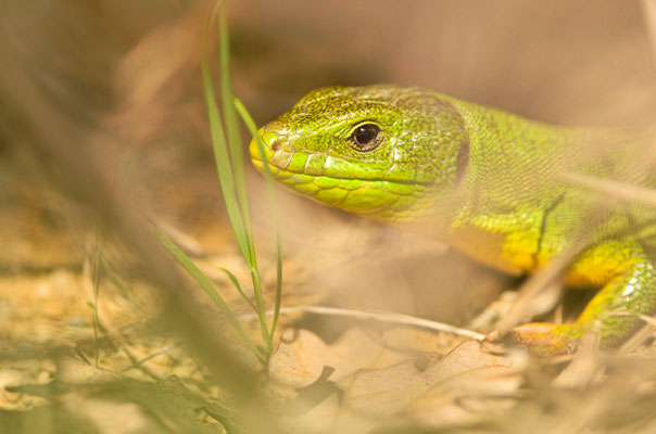 Lézard vert oriental