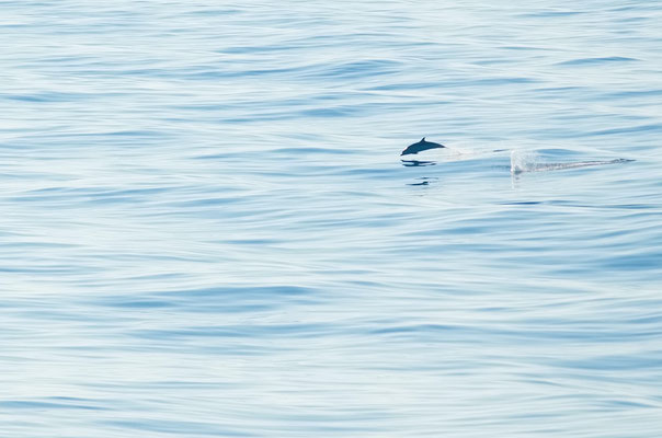 Dauphin bleu et blanc en Méditerranée