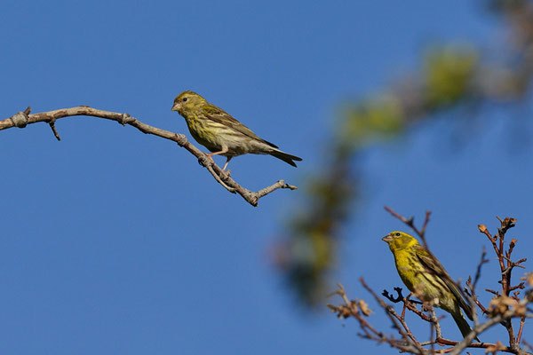Bruant jaune