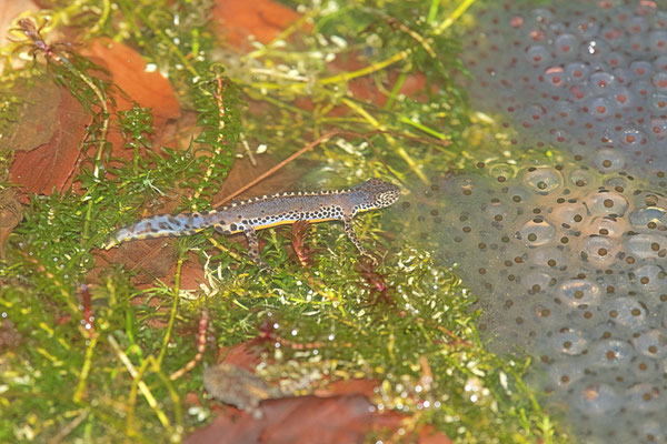 Triton alpestre se nourrissant d'œufs de Grenouille rousse