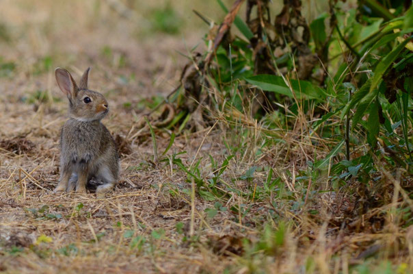 Lapin de Garenne