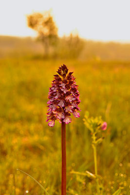 Orchis pourpre