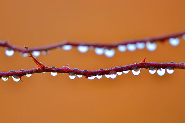 Après la pluie...