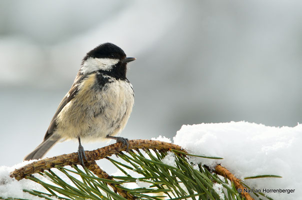 Mésange noire