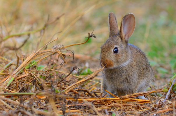 Lapin de Garenne