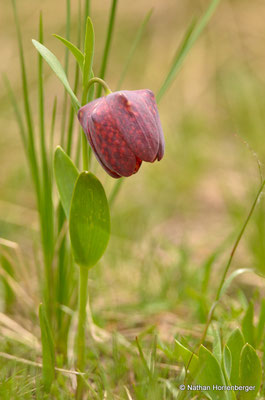 Fritillaire de Macédoine