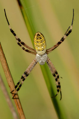 Argiope frelon