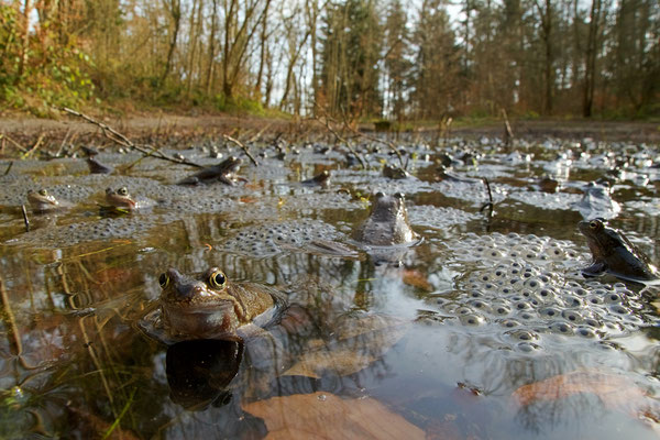 Grenouilles rousses