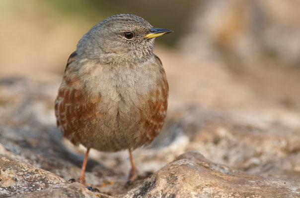 Accenteur alpin