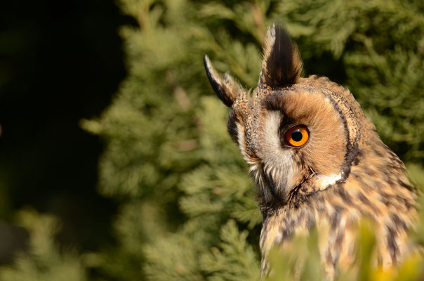 Hibou moyen-duc