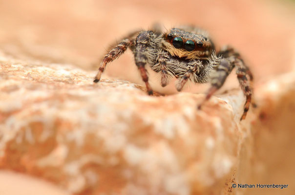 Marpissa muscosa