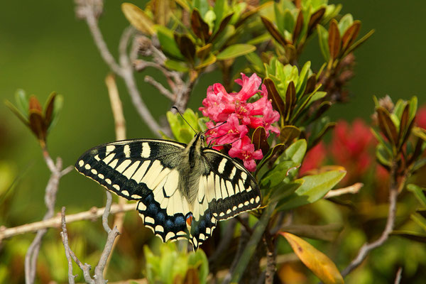 Machaon sur rhododendron